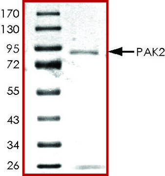 PAK2, GST tagged human recombinant, expressed in baculovirus infected Sf9 cells, &#8805;70% (SDS-PAGE), buffered aqueous glycerol solution