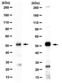 Anti-Bif-1 from rabbit, purified by affinity chromatography