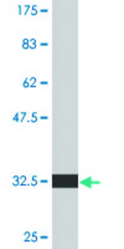 Monoclonal Anti-EDNRA antibody produced in mouse clone 2A5, purified immunoglobulin, buffered aqueous solution