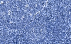 Anti-ASC/PYCARD Antibody, clone 1C19 ZooMAb® Rabbit Monoclonal recombinant, expressed in HEK 293 cells
