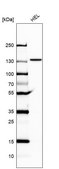 Anti-UBE4A antibody produced in rabbit Prestige Antibodies® Powered by Atlas Antibodies, affinity isolated antibody