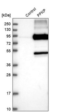 Anti-PFKP antibody produced in rabbit Prestige Antibodies&#174; Powered by Atlas Antibodies, affinity isolated antibody, buffered aqueous glycerol solution