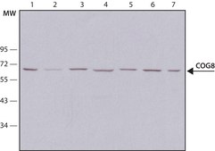 Anti-COG8 (C-terminal) antibody produced in rabbit ~1.0 mg/mL, affinity isolated antibody