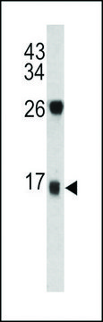 ANTI-DCD(C-TERMINAL) antibody produced in rabbit purified immunoglobulin, buffered aqueous solution