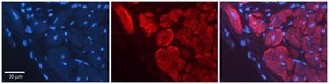Anti-WNT5A affinity isolated antibody