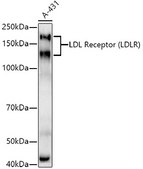 Anti-LDL Receptor (LDLR) Antibody, clone 10K4L8, Rabbit Monoclonal