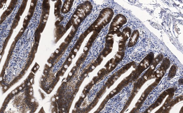 Anti-ErbB-3/HER3 Antibody, clone 1C8 ZooMAb&#174; Rabbit Monoclonal recombinant, expressed in HEK 293 cells