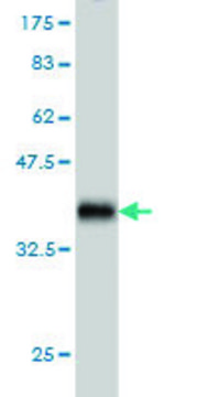 Monoclonal Anti-SH3RF2 antibody produced in mouse clone 4E10, purified immunoglobulin, buffered aqueous solution