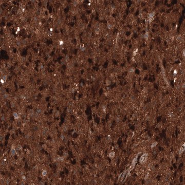 Monoclonal Anti-CHI3L1 antibody produced in mouse Prestige Antibodies&#174; Powered by Atlas Antibodies, clone CL12241, purified immunoglobulin, buffered aqueous glycerol solution