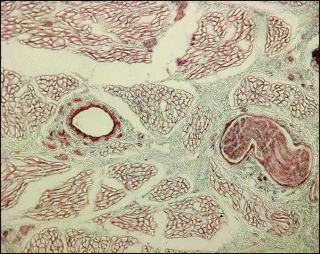 Monoclonal Anti-Collagen, Type IV antibody produced in mouse clone COL-94, ascites fluid