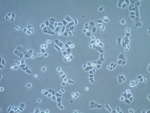 UM-SCC-22A Squamous Carcinoma Cell Line UM-SCC-22A is a unique head and neck squamous carcinoma cell line obtained from the surgical resection of the primary cancer of the hypopharynx of a female patient and is a suitable in vitro model of H&amp;N carcinoma studies.