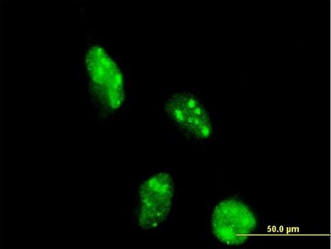 Monoclonal Anti-DOT1L antibody produced in mouse clone 6A6, purified immunoglobulin, buffered aqueous solution