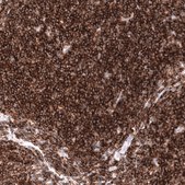 Monoclonal Anti-CD19 antibody produced in mouse Prestige Antibodies® Powered by Atlas Antibodies, clone CL15454, purified antibody (Protein A)
