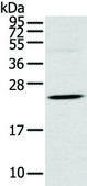 Anti-TSPAN13 affinity isolated antibody