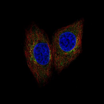 Anti-SCYL1 antibody produced in rabbit Prestige Antibodies&#174; Powered by Atlas Antibodies, affinity isolated antibody, buffered aqueous glycerol solution