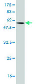 Monoclonal Anti-FGL1 antibody produced in mouse clone 2A4, purified immunoglobulin, buffered aqueous solution