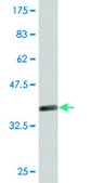 Monoclonal Anti-DFFA, (C-terminal) antibody produced in mouse clone 3A11, purified immunoglobulin, buffered aqueous solution