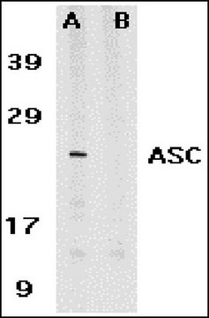 抗-ASC抗体 Chemicon&#174;, from rabbit