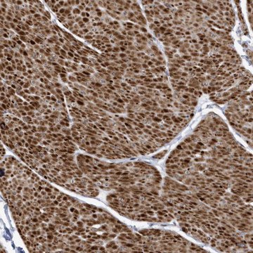 Anti-SMC3 antibody produced in rabbit Prestige Antibodies&#174; Powered by Atlas Antibodies, affinity isolated antibody, buffered aqueous glycerol solution