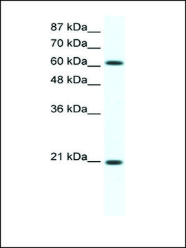 Anti-ANXA6 (AB1) antibody produced in rabbit IgG fraction of antiserum