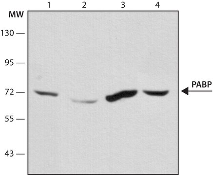 Anti-PABP antibody, Mouse monoclonal clone 10E10, purified from hybridoma cell culture