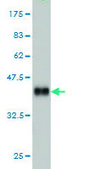 Monoclonal Anti-PHOX2A antibody produced in mouse clone 4F6, purified immunoglobulin, buffered aqueous solution