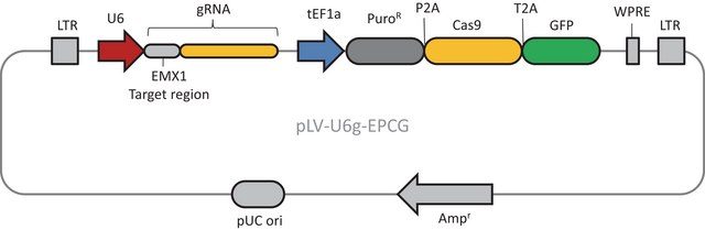 CRISPR-Lenti Human Positive Control DNA