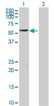 Anti-PTRF antibody produced in rabbit purified immunoglobulin, buffered aqueous solution