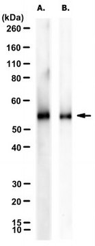 Anti-Tau Antibody, clone 9B4