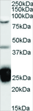 Anti-TIA1 antibody produced in goat affinity isolated antibody, buffered aqueous solution