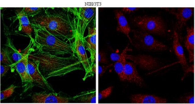 Anti-Raptor Antibody, clone 1H6.2 clone 1H6.2, from mouse