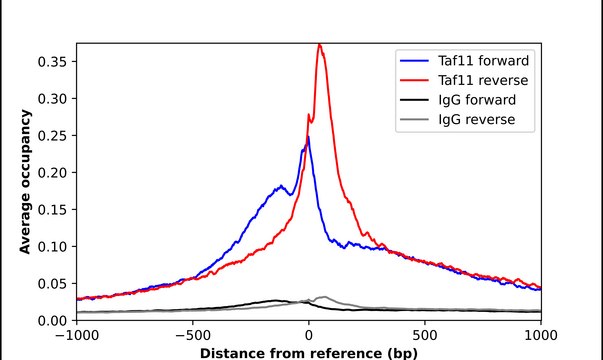 Anti-TAF11 antibody produced in rabbit Prestige Antibodies® Powered by Atlas Antibodies, affinity isolated antibody