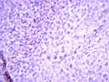 Anti-CD45 Antibody, clone F10-89-4 clone F10-89-4, from mouse, purified by affinity chromatography