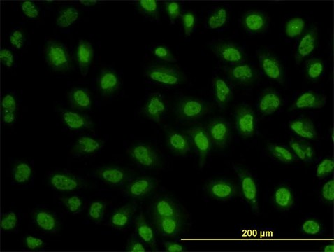 Monoclonal Anti-BCL9 antibody produced in mouse clone 2D4, purified immunoglobulin, buffered aqueous solution