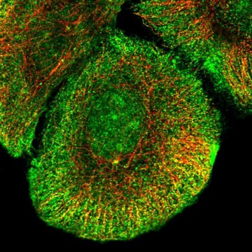 Anti-KCNB2 antibody produced in rabbit Prestige Antibodies&#174; Powered by Atlas Antibodies, affinity isolated antibody