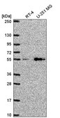 Anti-SLC29A4 antibody produced in rabbit Prestige Antibodies® Powered by Atlas Antibodies, affinity isolated antibody