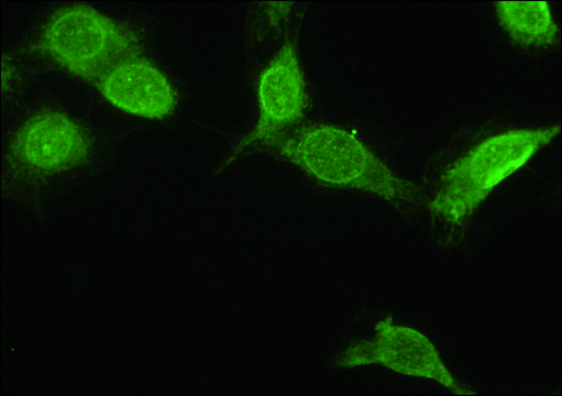 Anti-NR4A2 antibody produced in rabbit ~1.5&#160;mg/mL, affinity isolated antibody, buffered aqueous solution