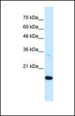 Anti-GABARAPL1, (N-terminal) antibody produced in rabbit affinity isolated antibody
