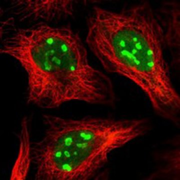 Anti-Zmynd8 Antibody Produced In Rabbit Prestige Antibodies&#174; Powered by Atlas Antibodies, affinity isolated antibody, buffered aqueous glycerol solution