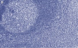 Anti-cleaved PARP-1 Antibody, clone 2G13 Antibody, ZooMAb® Rabbit Monoclonal recombinant, expressed in HEK 293 cells