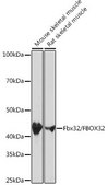 Anti-Fbx32/FBOX32 antibody produced in rabbit