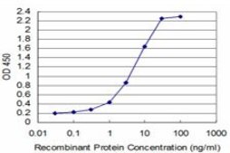 ANTI-SYN1 antibody produced in mouse clone 3E3, purified immunoglobulin, buffered aqueous solution