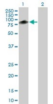 Anti-TRIM55 antibody produced in mouse purified immunoglobulin, buffered aqueous solution