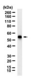 Anti-Flotillin-2 Antibody, clone 1L10 ZooMAb® Rabbit Monoclonal recombinant, expressed in HEK 293 cells