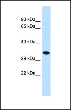 Anti-CREG2, (N-terminal) antibody produced in rabbit affinity isolated antibody