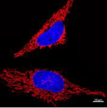 BioTracker&#8482; Red Mitochondria Live Cell Probe 400 &#956;L