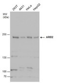 Anti-ARID2 antibody produced in rabbit affinity isolated antibody
