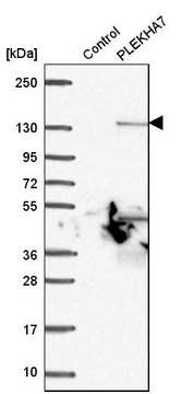 Anti-PLEKHA7 antibody produced in rabbit Prestige Antibodies&#174; Powered by Atlas Antibodies, affinity isolated antibody, buffered aqueous glycerol solution