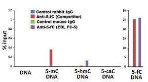 Anti-5-Formylcytosine (5fC) Antibody, clone EDL FC-5 clone EDL FC-5, from mouse