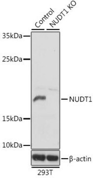 Anti-NUDT1 antibody produced in rabbit